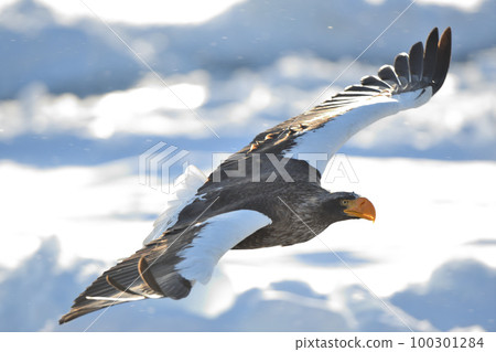 虎頭海雕飛過北海道知床羅臼附近的流冰 虎頭海雕飛過北海道知床羅臼附近的流冰 100301284