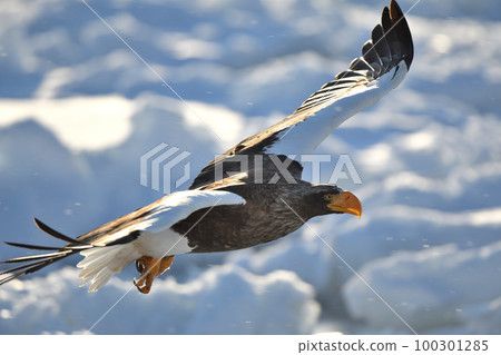 虎頭海雕飛過北海道知床羅臼附近的流冰 虎頭海雕飛過北海道知床羅臼附近的流冰 100301285