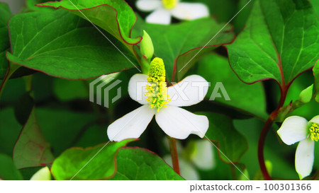 魚腥草花卉景觀 100301366