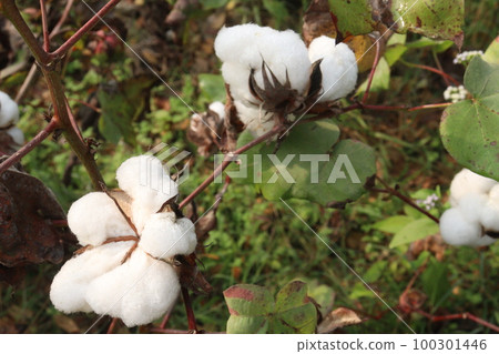 Peruvian pima cotton on tree in farm Peruvian pima cotton on tree in farm 100301446