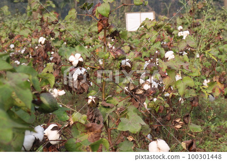 Peruvian pima cotton on tree in farm 100301448