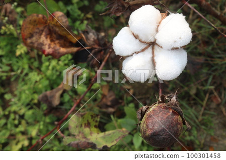 Peruvian pima cotton on tree in farm 100301458