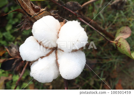 Peruvian pima cotton on tree in farm 100301459