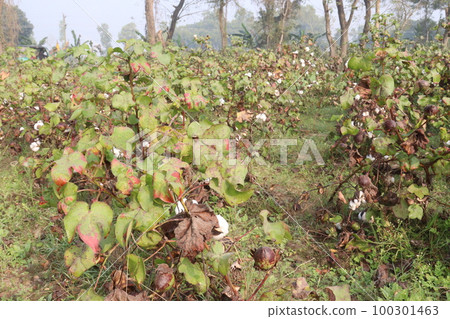 Peruvian pima cotton on tree in farm Peruvian pima cotton on tree in farm 100301463