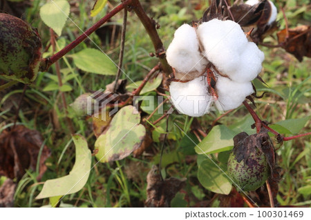 Peruvian pima cotton on tree in farm 100301469