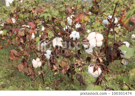 Peruvian pima cotton on tree in farm 100301474