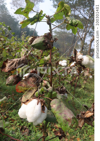 Peruvian pima cotton on tree in farm Peruvian pima cotton on tree in farm 100301481