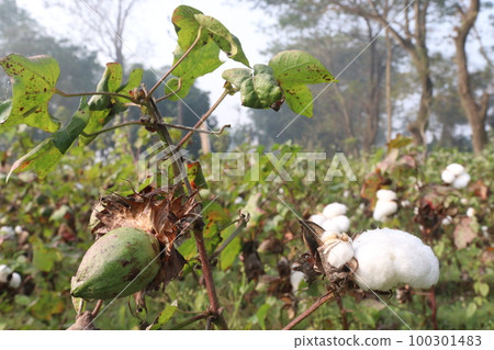Peruvian pima cotton on tree in farm 100301483