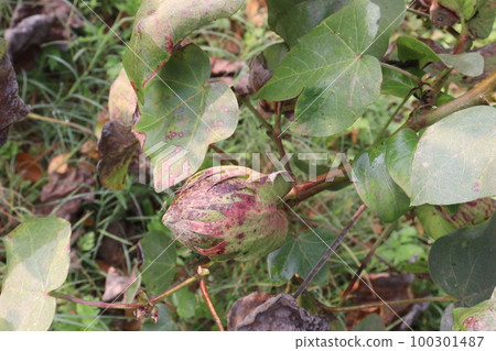 Peruvian pima cotton on tree in farm Peruvian pima cotton on tree in farm 100301487
