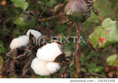 Peruvian pima cotton on tree in farm Peruvian pima cotton on tree in farm 100301488