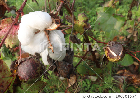 Peruvian pima cotton on tree in farm 100301554