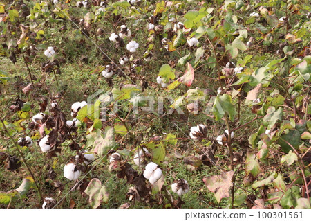 Peruvian pima cotton on tree in farm 100301561