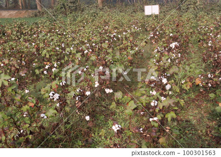 Peruvian pima cotton on tree in farm Peruvian pima cotton on tree in farm 100301563