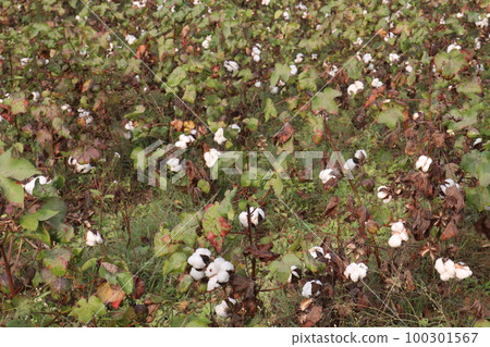 Peruvian pima cotton on tree in farm 100301567