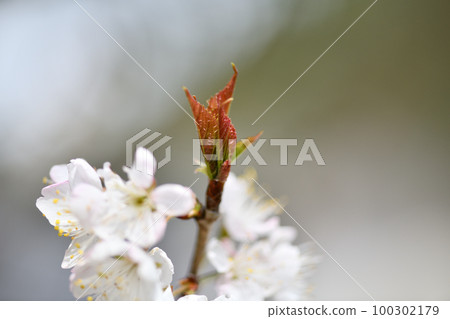 Young leaves of Seiyomizakura 100302179