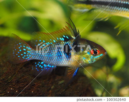 Holland Rami Reggie Holland Rami Reggie 100302640