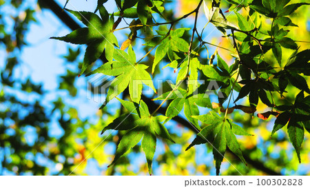 Autumn scenery with still green Acer palmatum and sunlight Autumn scenery with still green Acer palmatum and sunlight 100302828