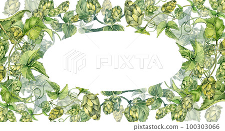 Frame of hop vine, plant humulus watercolor illustration isolated on white background. Frame of hop vine, plant humulus watercolor illustration isolated on white background. 100303066