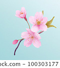 Cherry blossom season: illustration of cherry blossom symbolizing spring Cherry blossom season: illustration of cherry blossom symbolizing spring 100303177