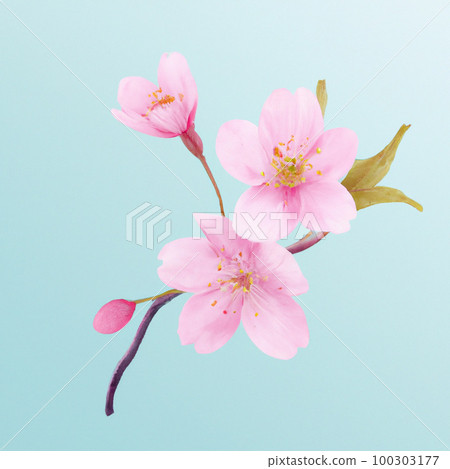 Cherry blossom season: illustration of cherry blossom symbolizing spring Cherry blossom season: illustration of cherry blossom symbolizing spring 100303177
