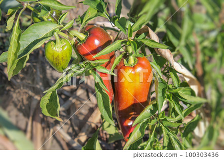 Beautiful organic peppers without chemicals 100303436