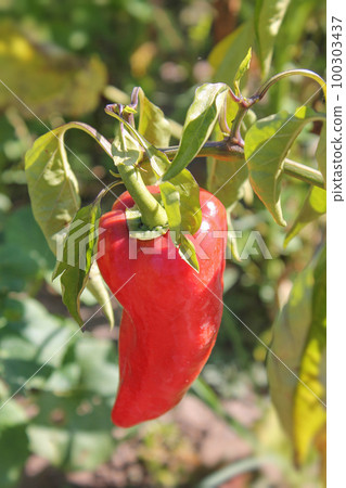 Red pepper in the open field. Organic vegetables in the garden. Copy space, blurred background, vertical orientation 100303437