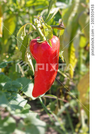 Red juicy pepper grows in the garden. Copy space, blurred background, vertical orientation. Selective focus. 100303438