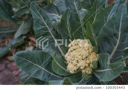 Natural cauliflower grows on organic soil in the garden. 100303443