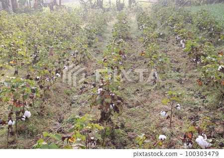 Peruvian pima cotton on tree in farm 100303479