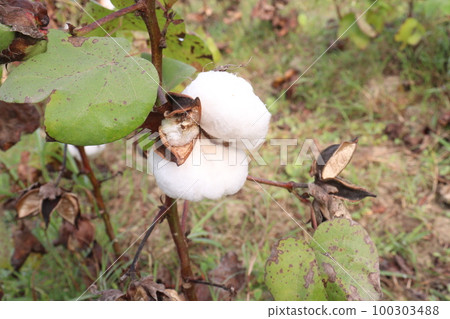 Peruvian pima cotton on tree in farm Peruvian pima cotton on tree in farm 100303488