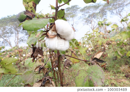 Peruvian pima cotton on tree in farm Peruvian pima cotton on tree in farm 100303489