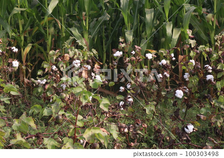Peruvian pima cotton on tree in farm 100303498