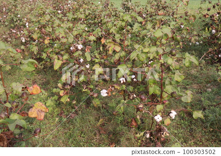 Peruvian pima cotton on tree in farm 100303502