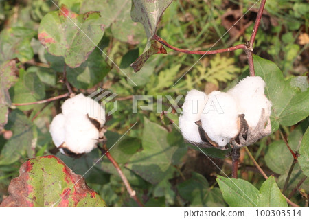 Peruvian pima cotton on tree in farm 100303514