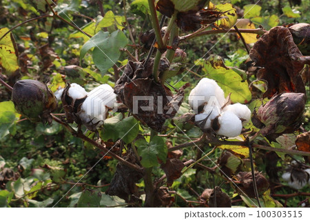 Peruvian pima cotton on tree in farm Peruvian pima cotton on tree in farm 100303515
