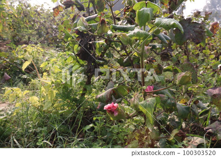 Peruvian pima cotton on tree in farm 100303520