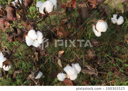 Peruvian pima cotton on tree in farm Peruvian pima cotton on tree in farm 100303525