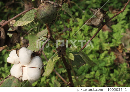 Peruvian pima cotton on tree in farm Peruvian pima cotton on tree in farm 100303541