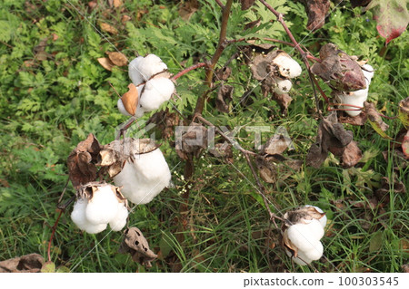 Peruvian pima cotton on tree in farm 100303545