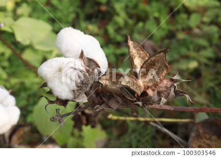 Peruvian pima cotton on tree in farm 100303546