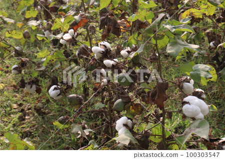 Peruvian pima cotton on tree in farm 100303547