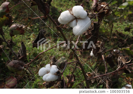 Peruvian pima cotton on tree in farm Peruvian pima cotton on tree in farm 100303556