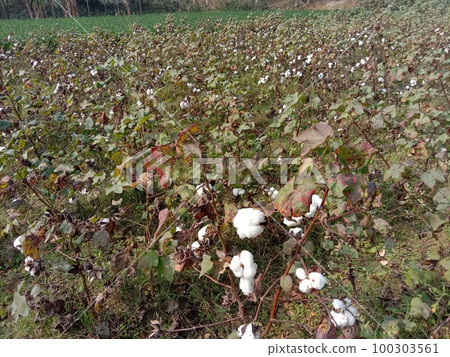 Peruvian pima cotton on tree in farm 100303561
