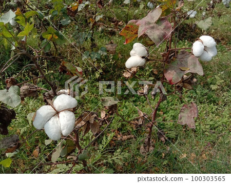 Peruvian pima cotton on tree in farm 100303565