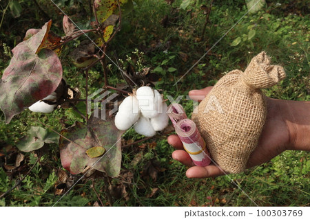 Peruvian pima cotton farm with money bag Peruvian pima cotton farm with money bag 100303769