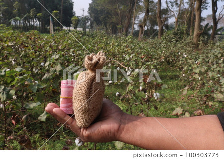 Peruvian pima cotton farm with money bag 100303773