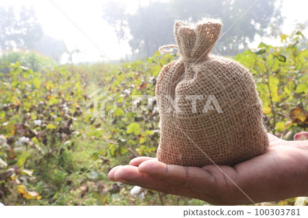Peruvian pima cotton farm with money bag 100303781