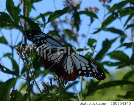 chestnut tiger butterfly butterfly 100304340