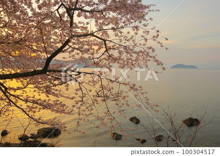 海津大崎、琵琶湖櫻花盛開和竹生島日出 Ver1 100304517