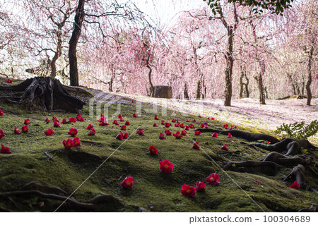 春天南宮 100304689